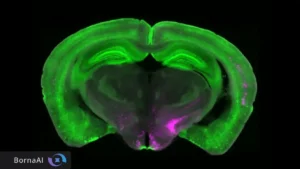 Read more about the article محققان کلید خاموش‌کننده درد مزمن را در مغز کشف کردند